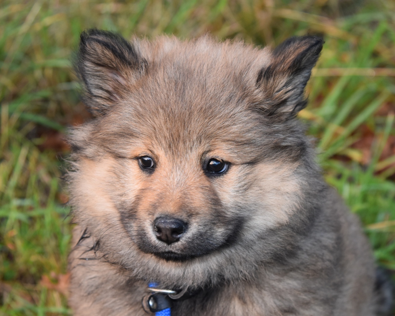 Маленький евразийский щенок крупным планом