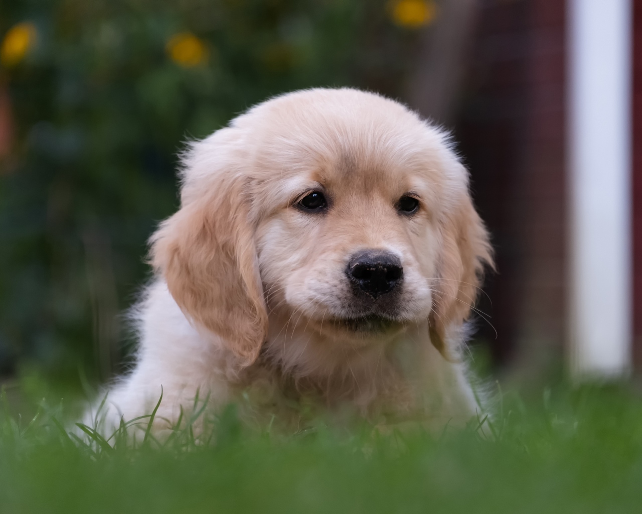 Маленький щенок золотистого ретривера в траве