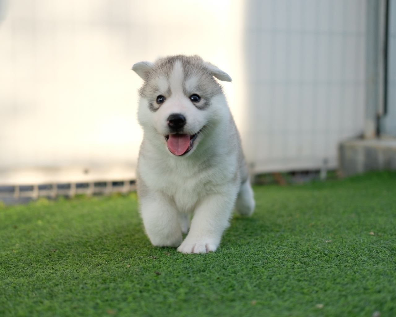 Маленький щенок хаски с высунутым языком