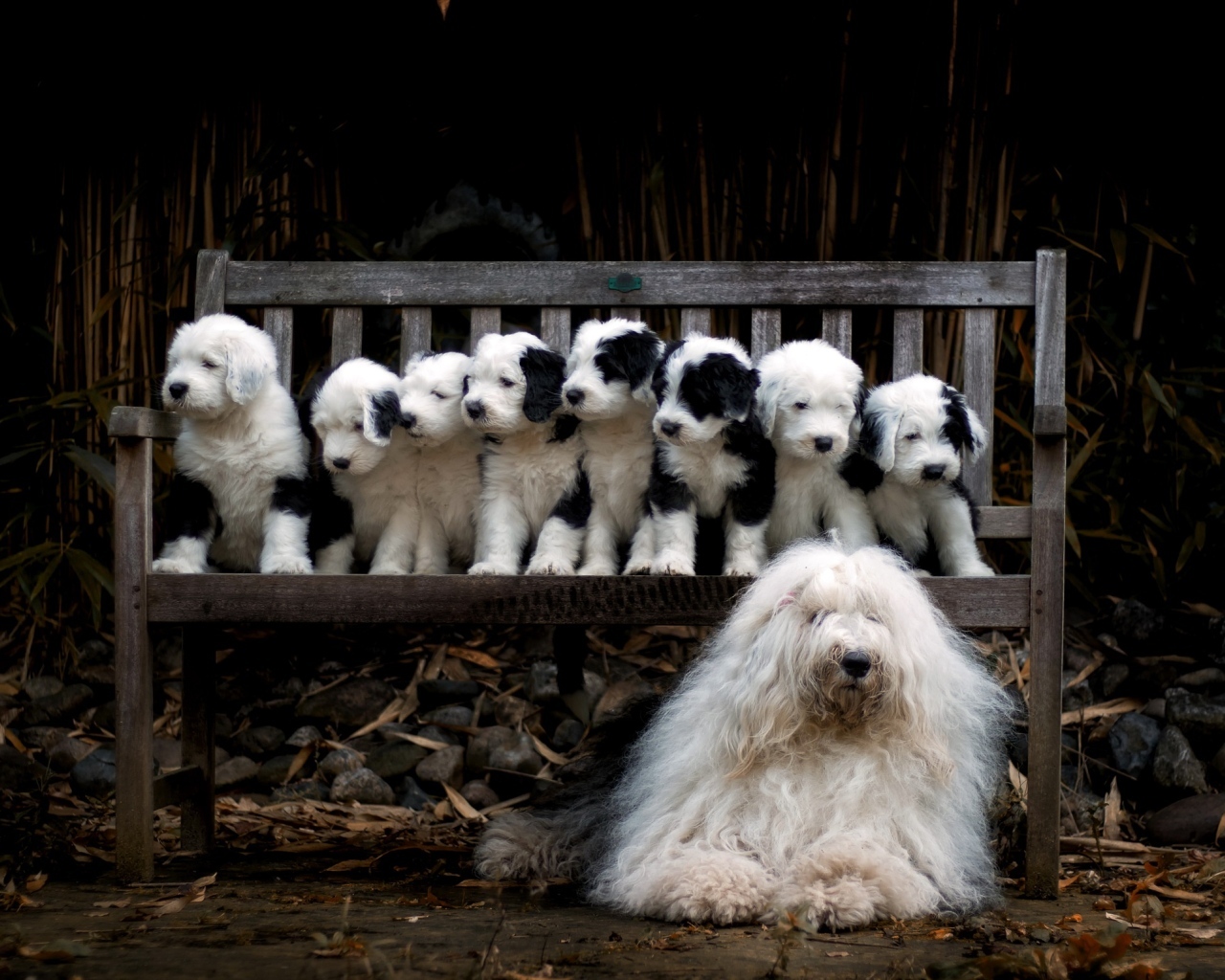 Маленькие щенки на скамейке