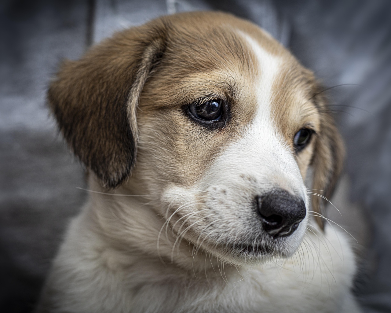 Маленький грустный щенок крупным планом