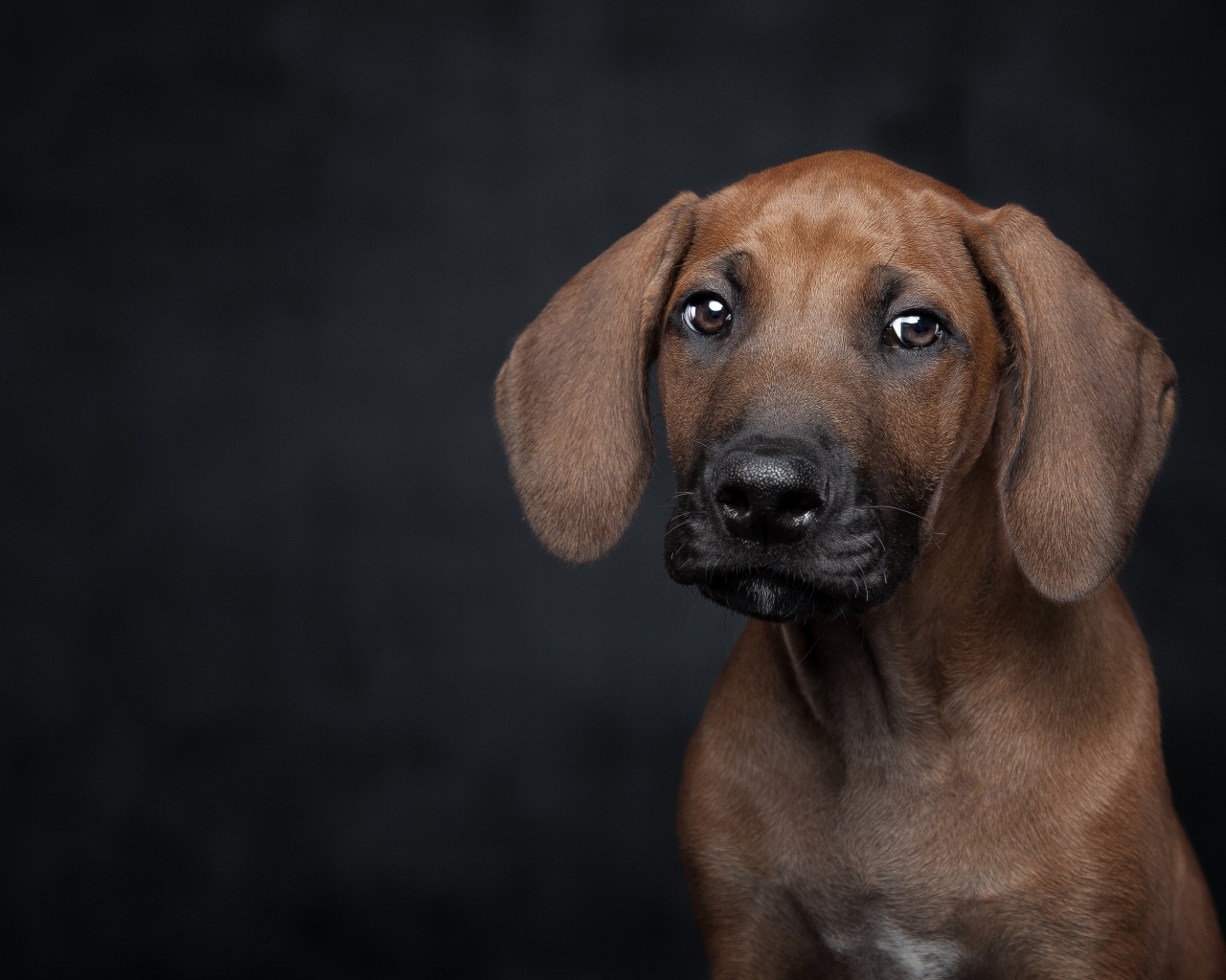 Маленький грустный породистый щенок на черном фоне
