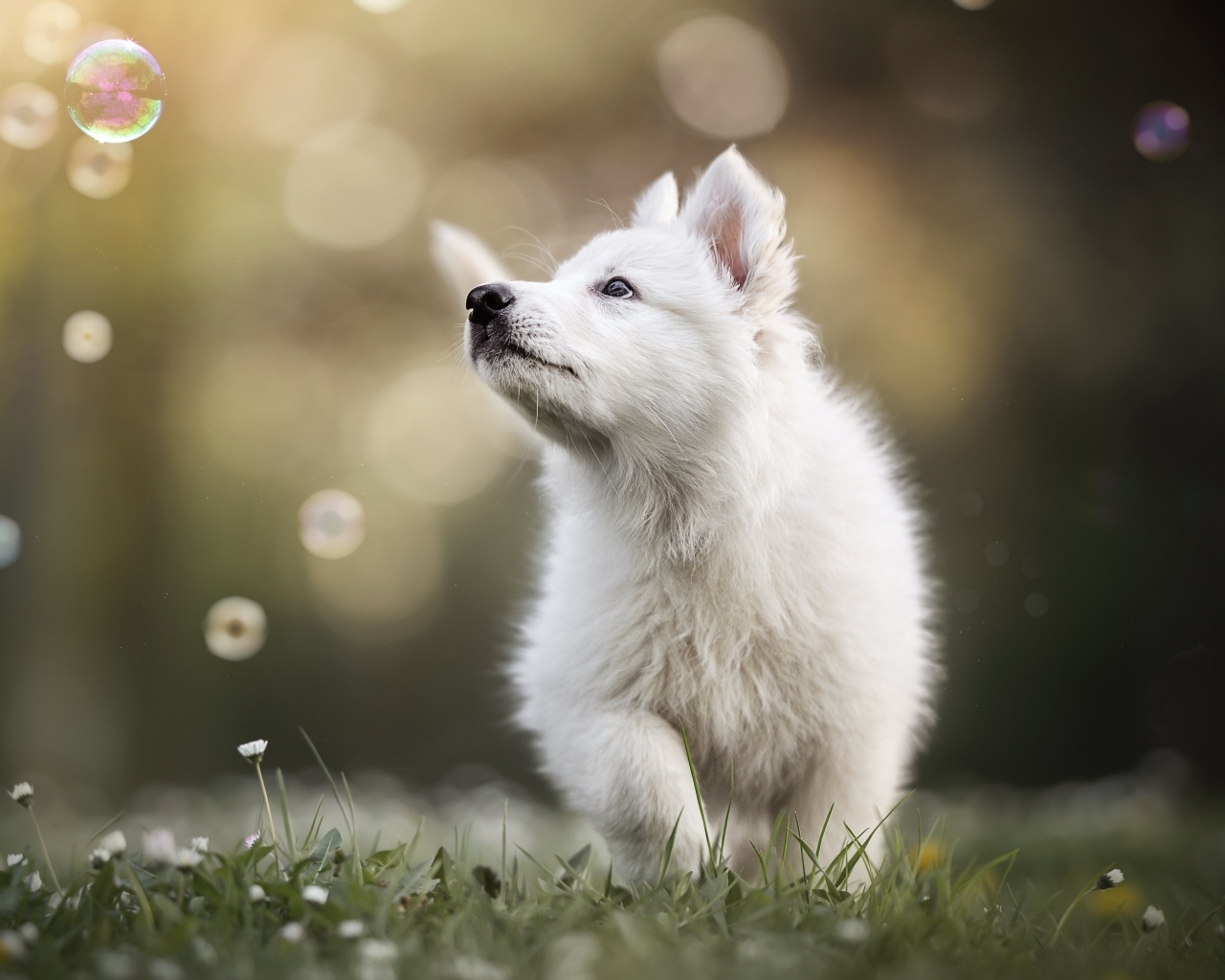 Маленький белый забавный щенок на траве