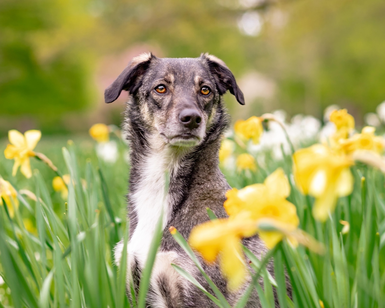 Дворняга сидит в цветах нарцисса