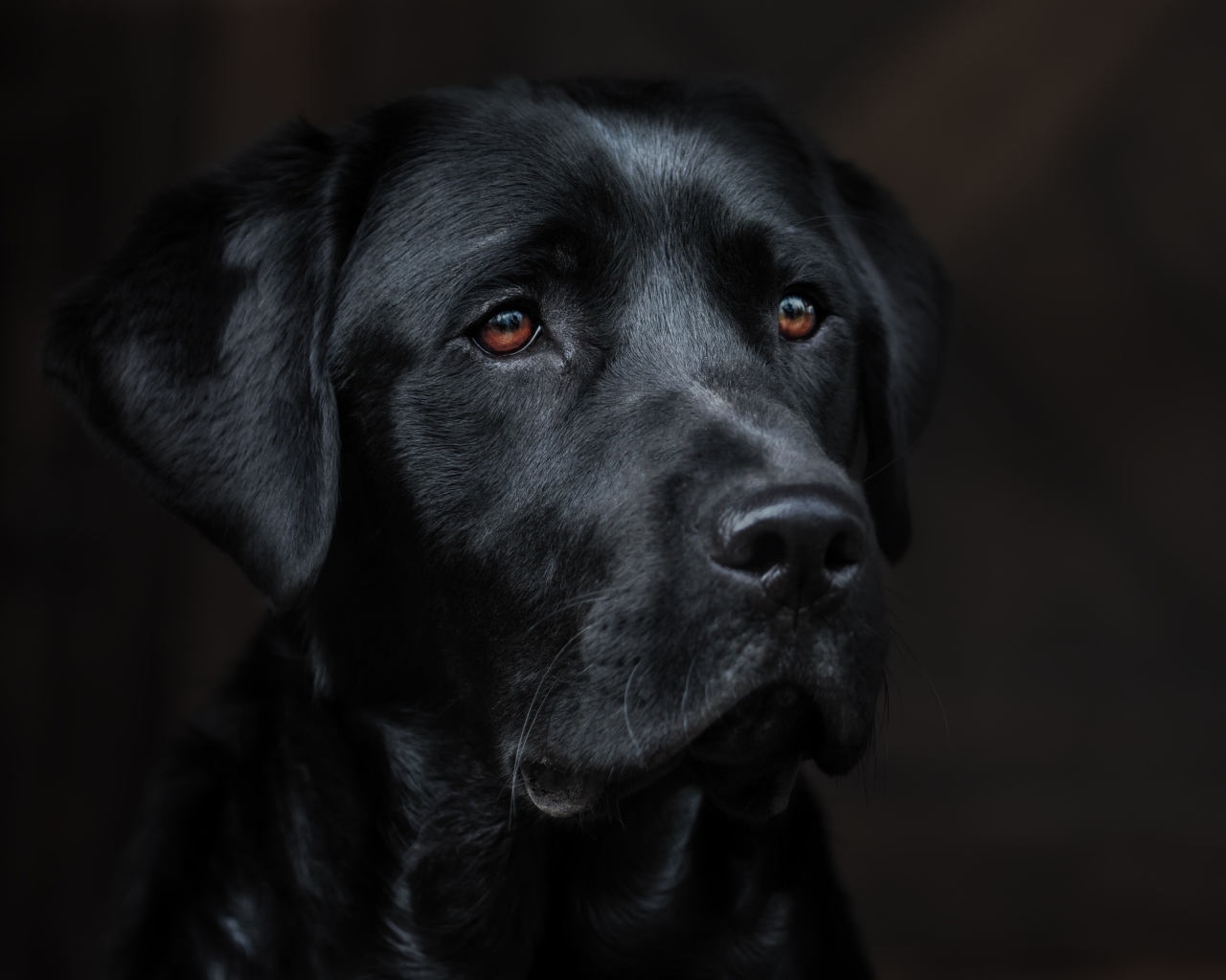 Морда черного лабрадора крупным планом