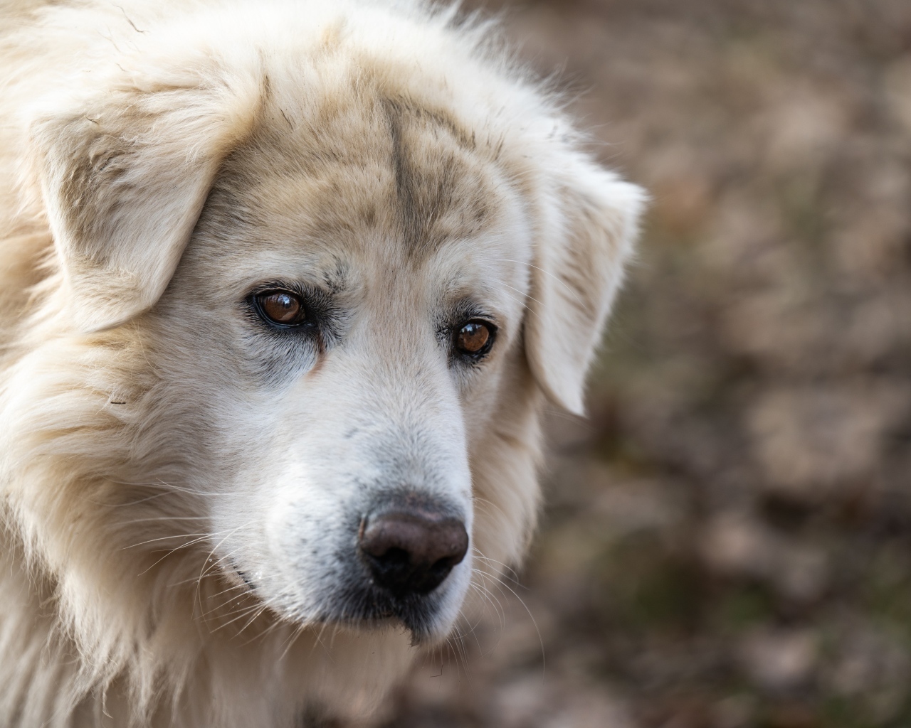 Старый белый пес с грустными глазами