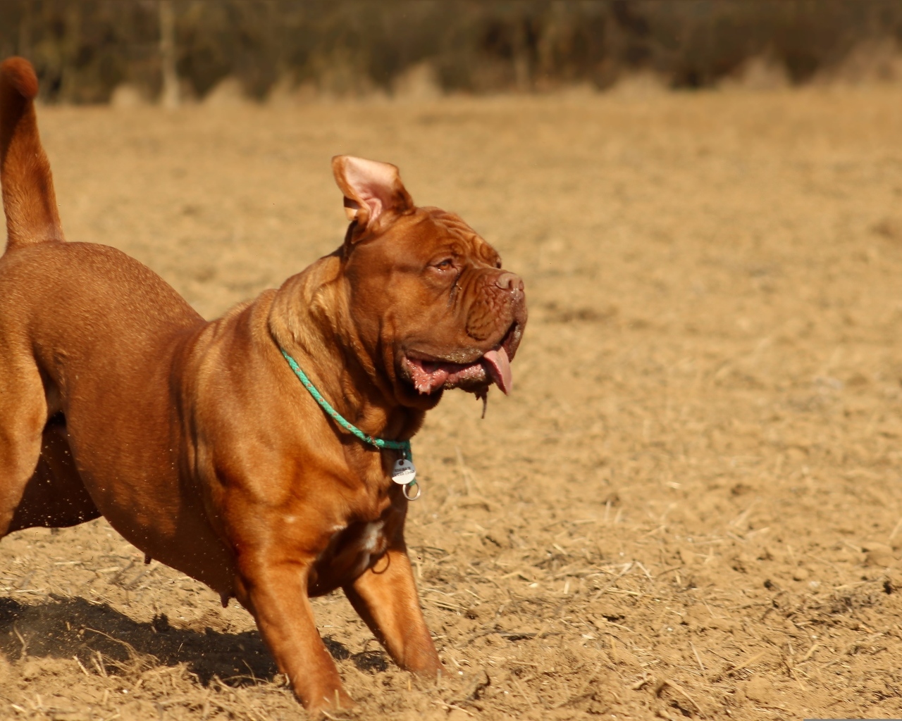 Породистый коричневый пес играет 