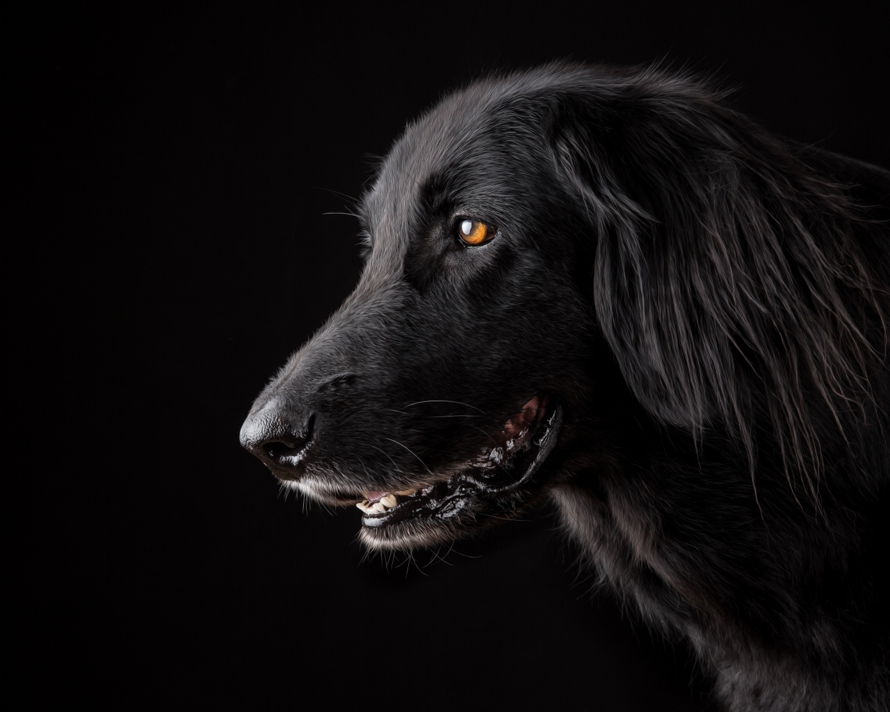 Породистый пес с открытой пастью на черном фоне