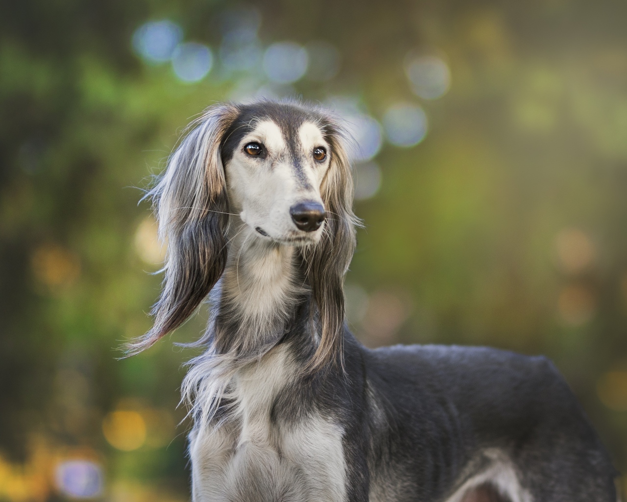 Породистая охотничья собака