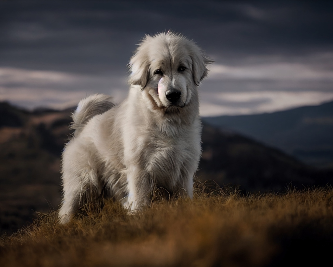 Пиренейская горная собака стоит на траве