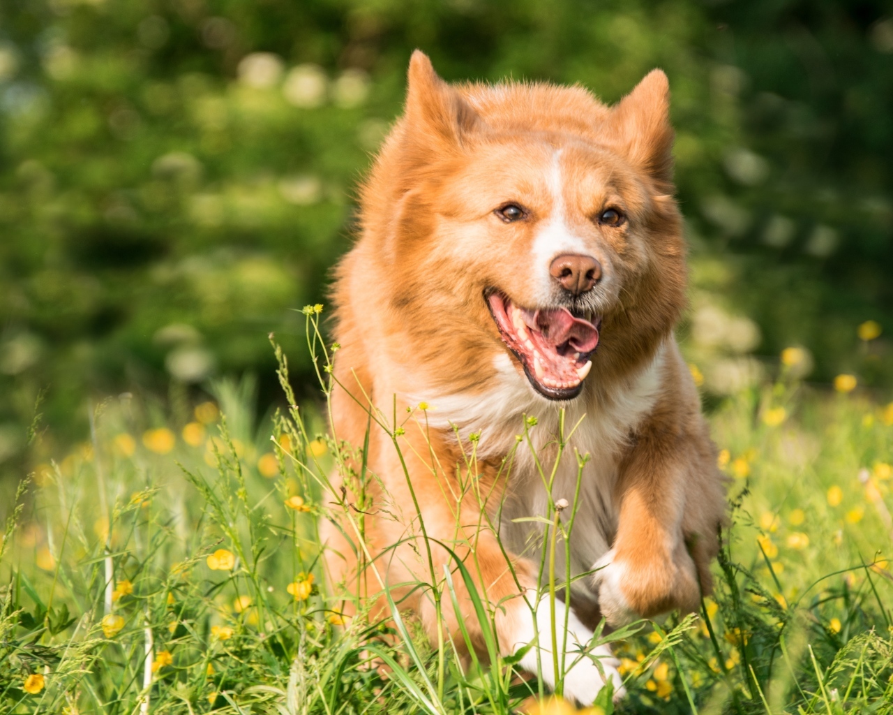 Рыжая собака бежит по зеленой траве 
