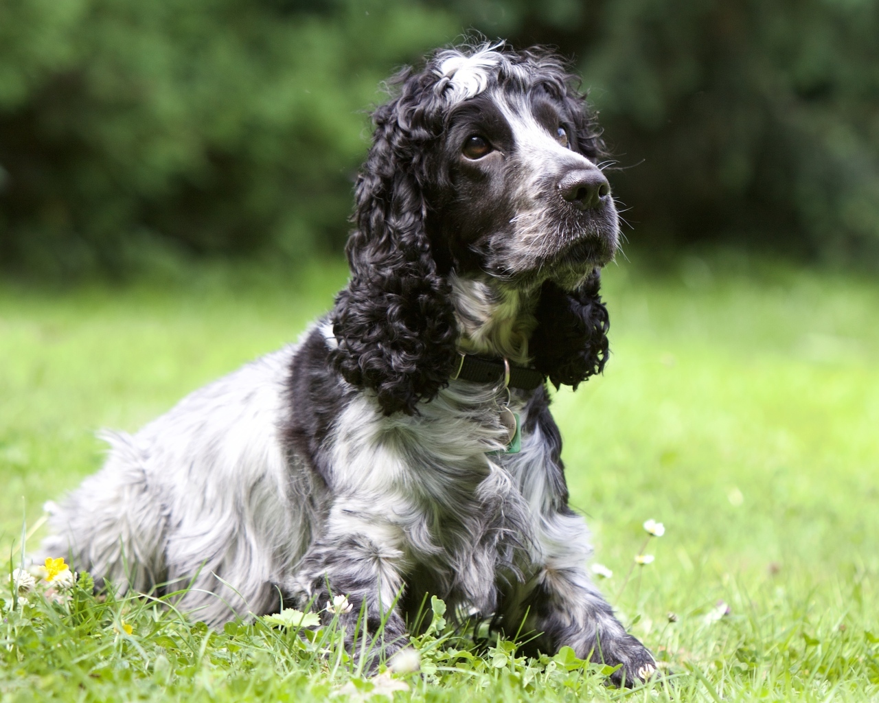 Грустный кокер спаниель лежит на траве