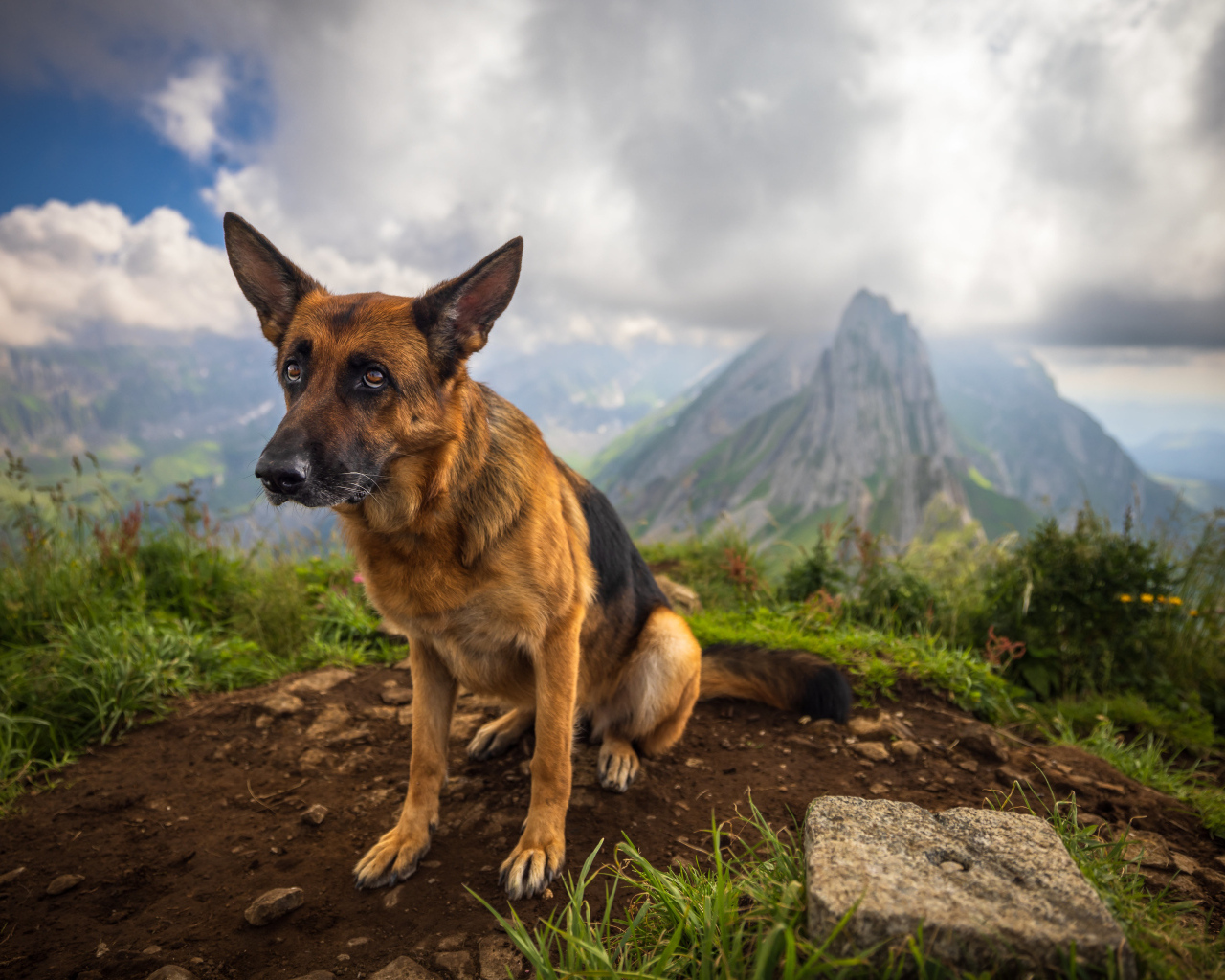 Грустная немецкая овчарка в горах