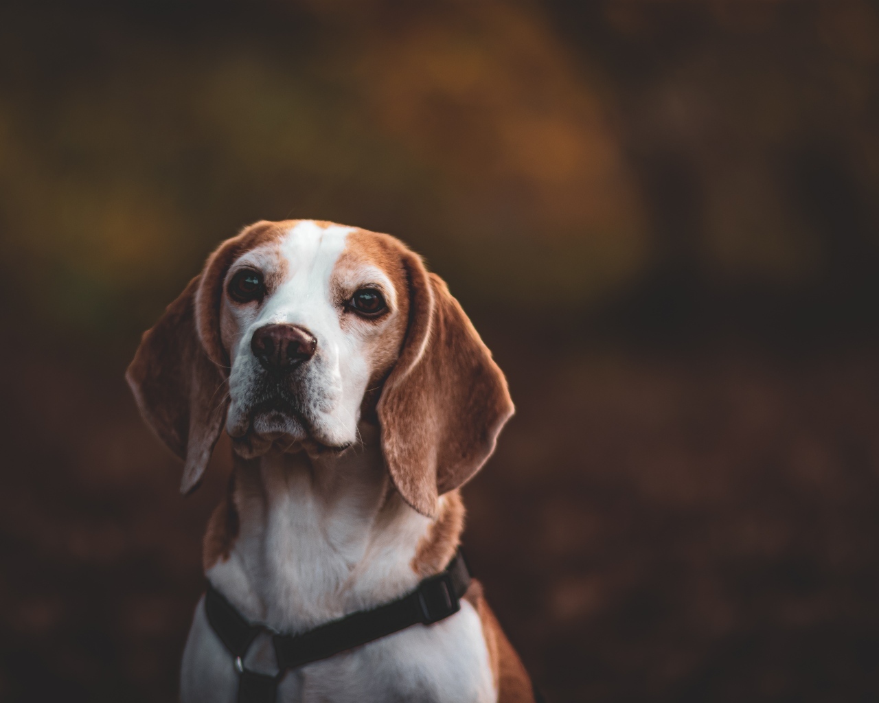 Грустный пес породы бигль 