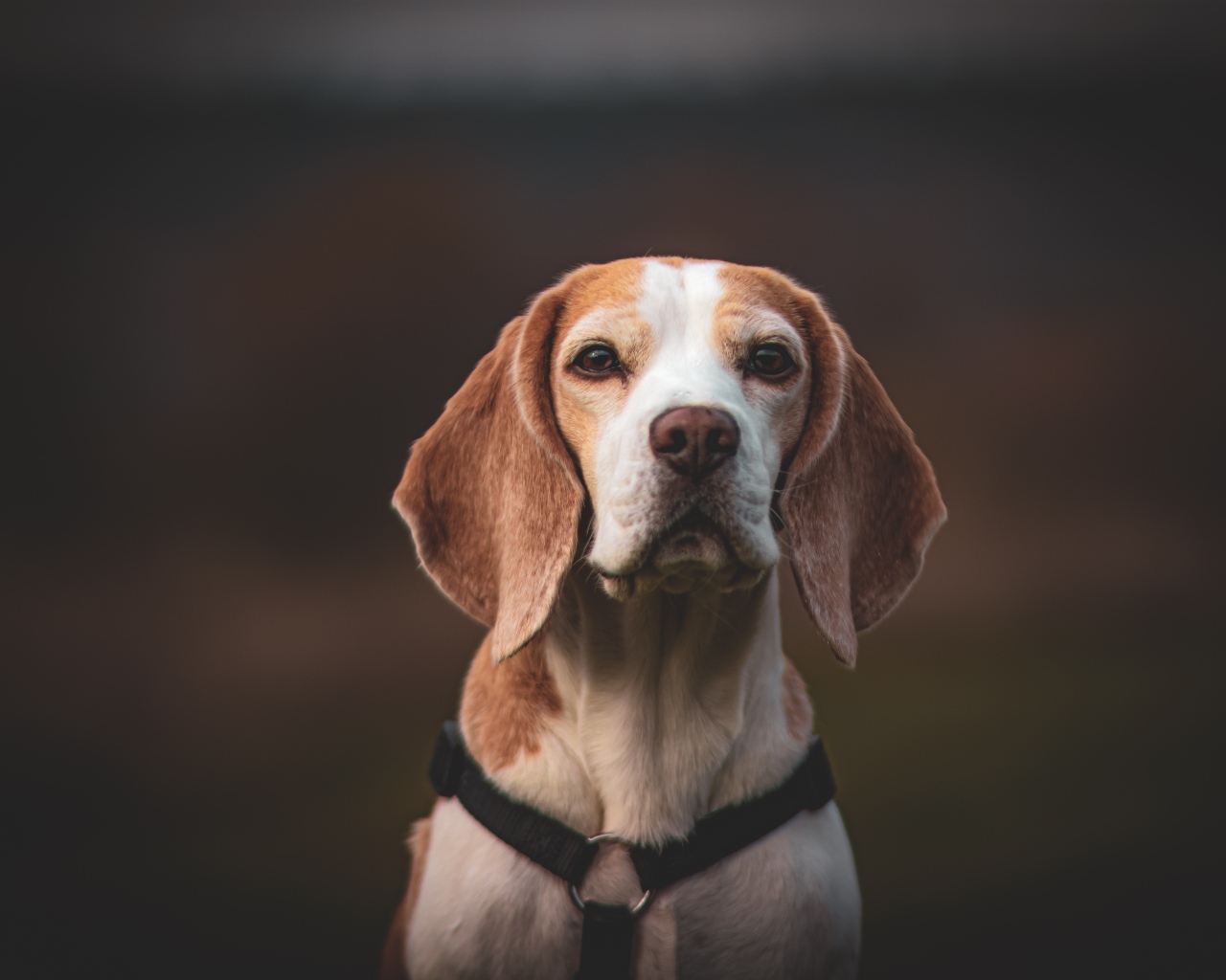 Грустный бигль с ошейником