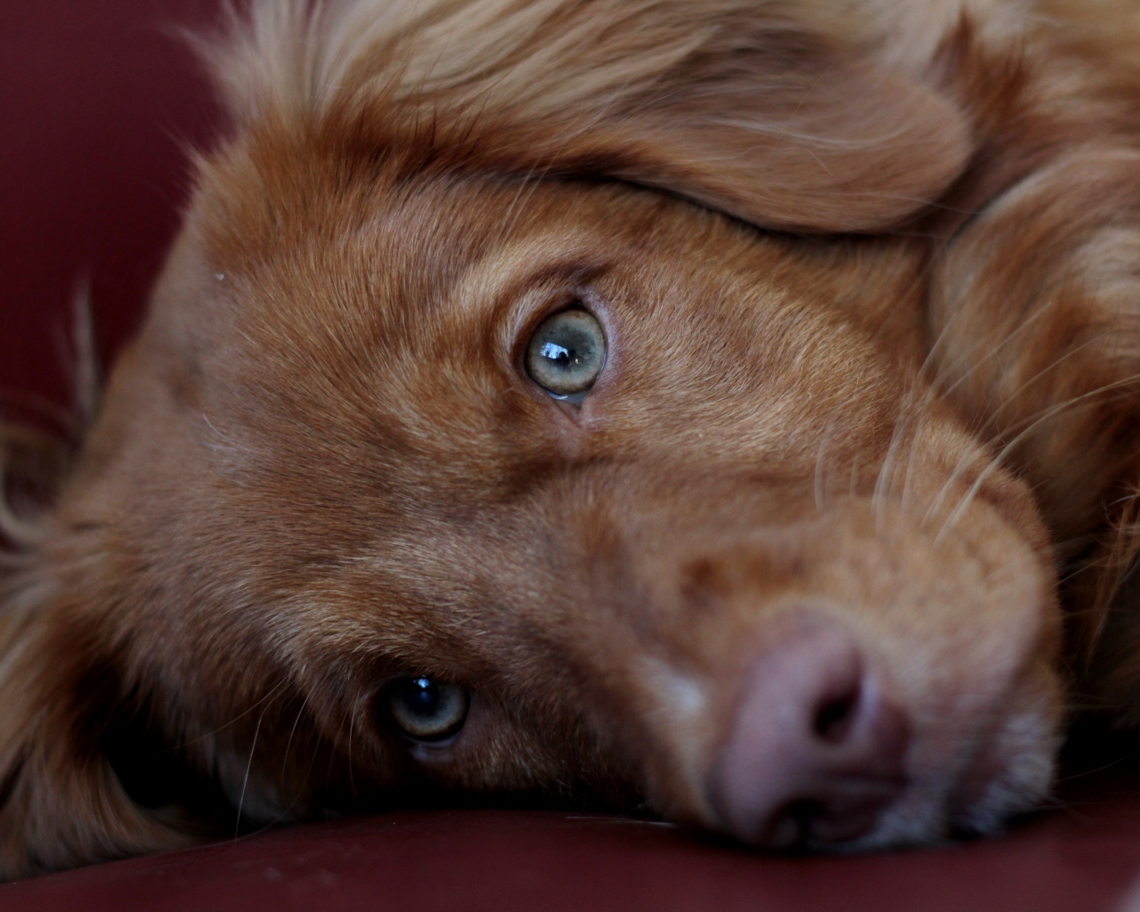 Грустный коричневый пес крупным планом