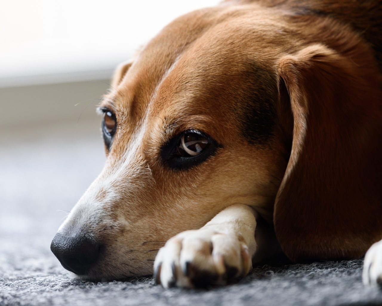 Грустный коричневый пес лежит на полу