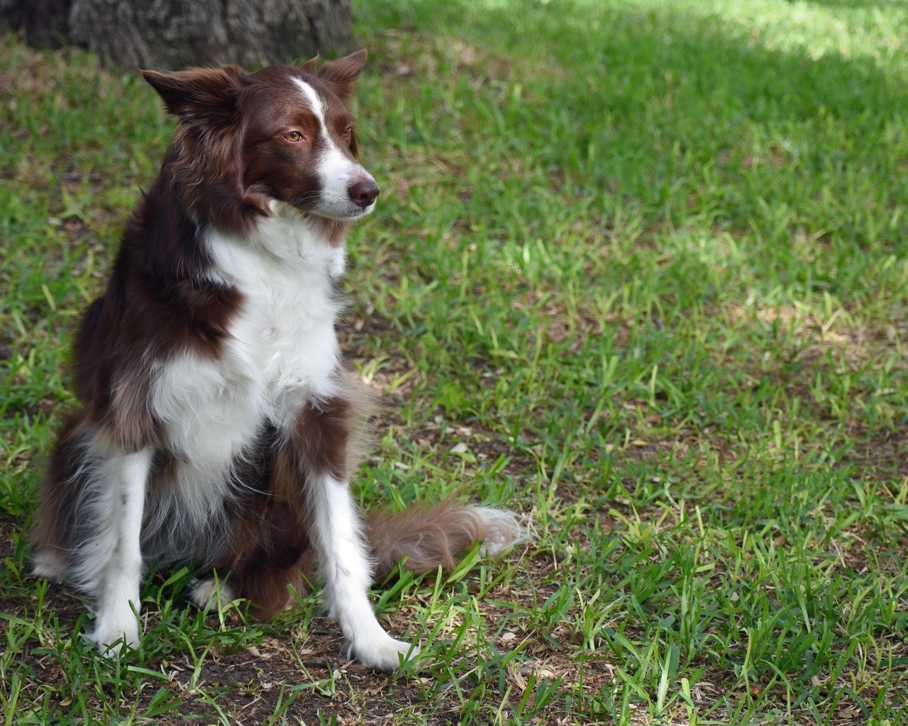 Грустный пес породы бордер колли сидит на траве