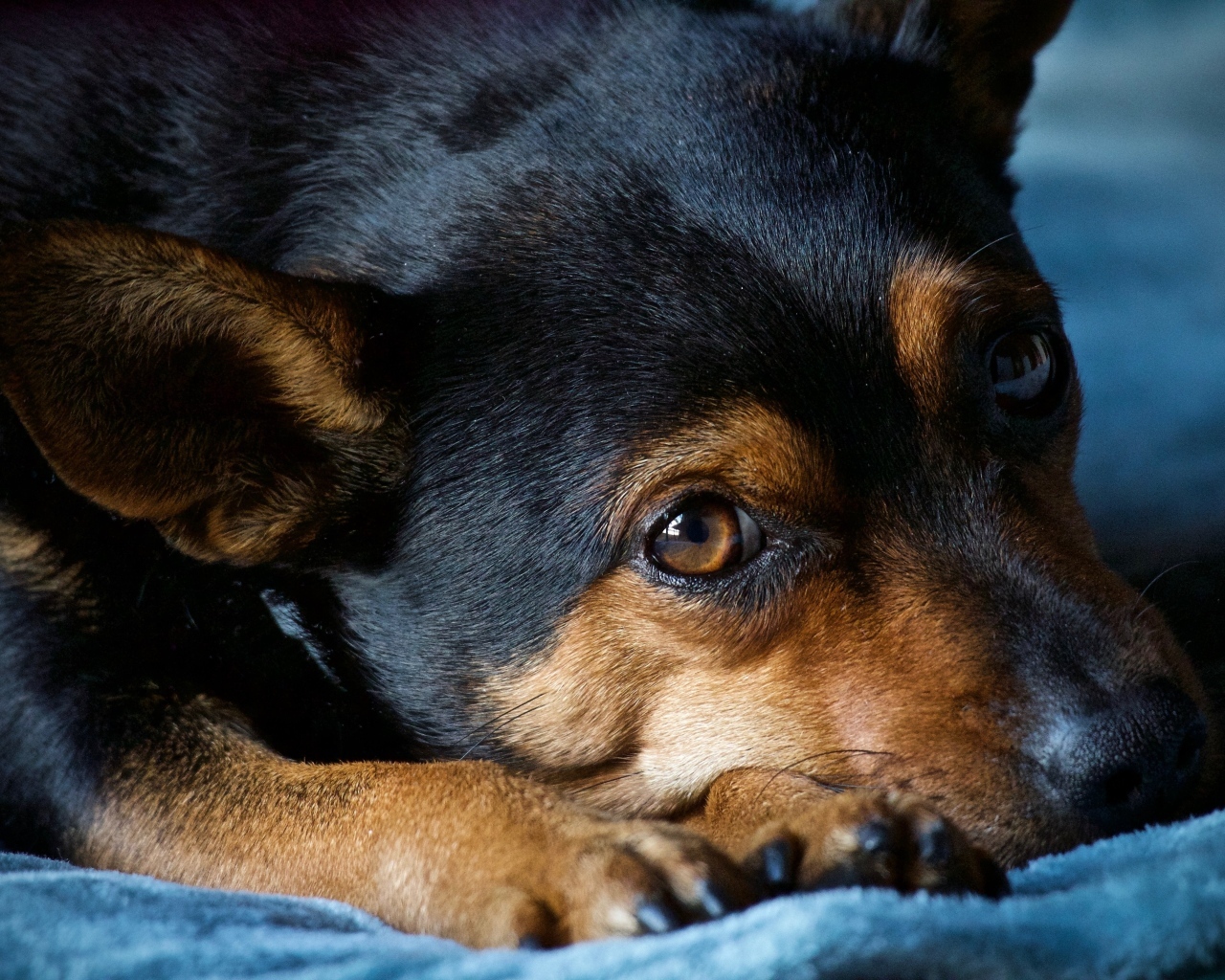 Грустный пес лежит на синем покрывале