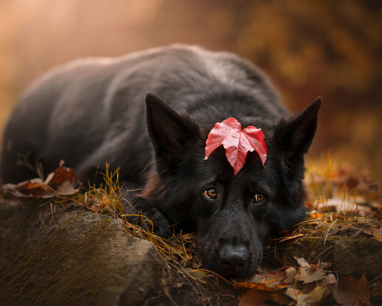 Грустный пес лежит на холодной земле