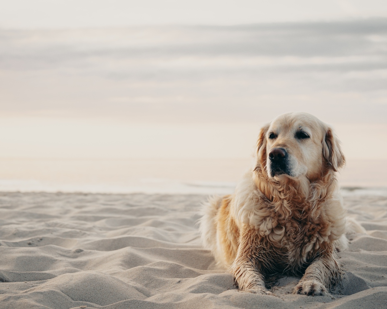 Грустный золотистый ретривер лежит на песке