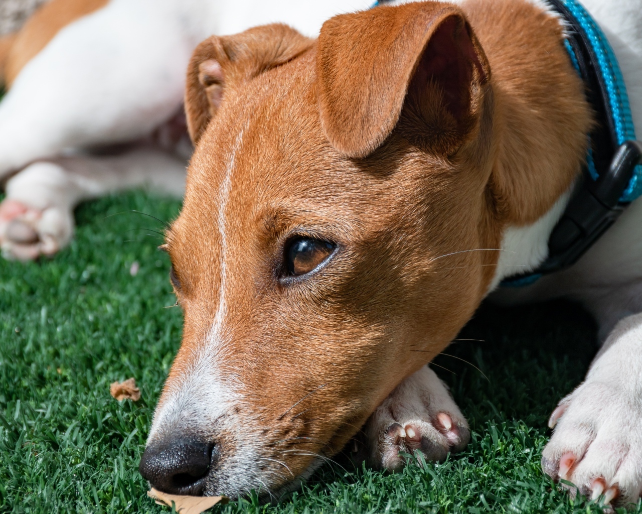 Грустный джек рассел терьер на зеленой траве