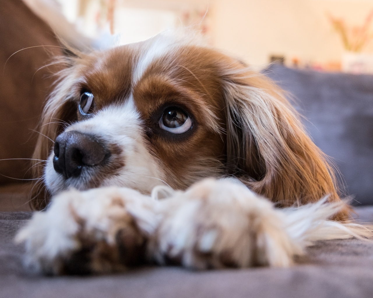Грустный кинг чарльз спаниель лежит на кровати 