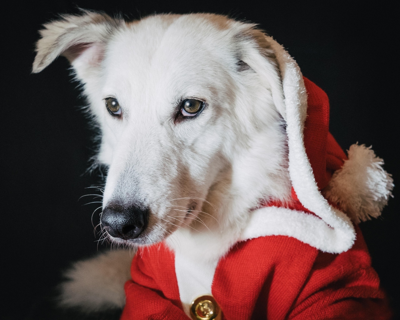 Грустная белая собака в красном костюме