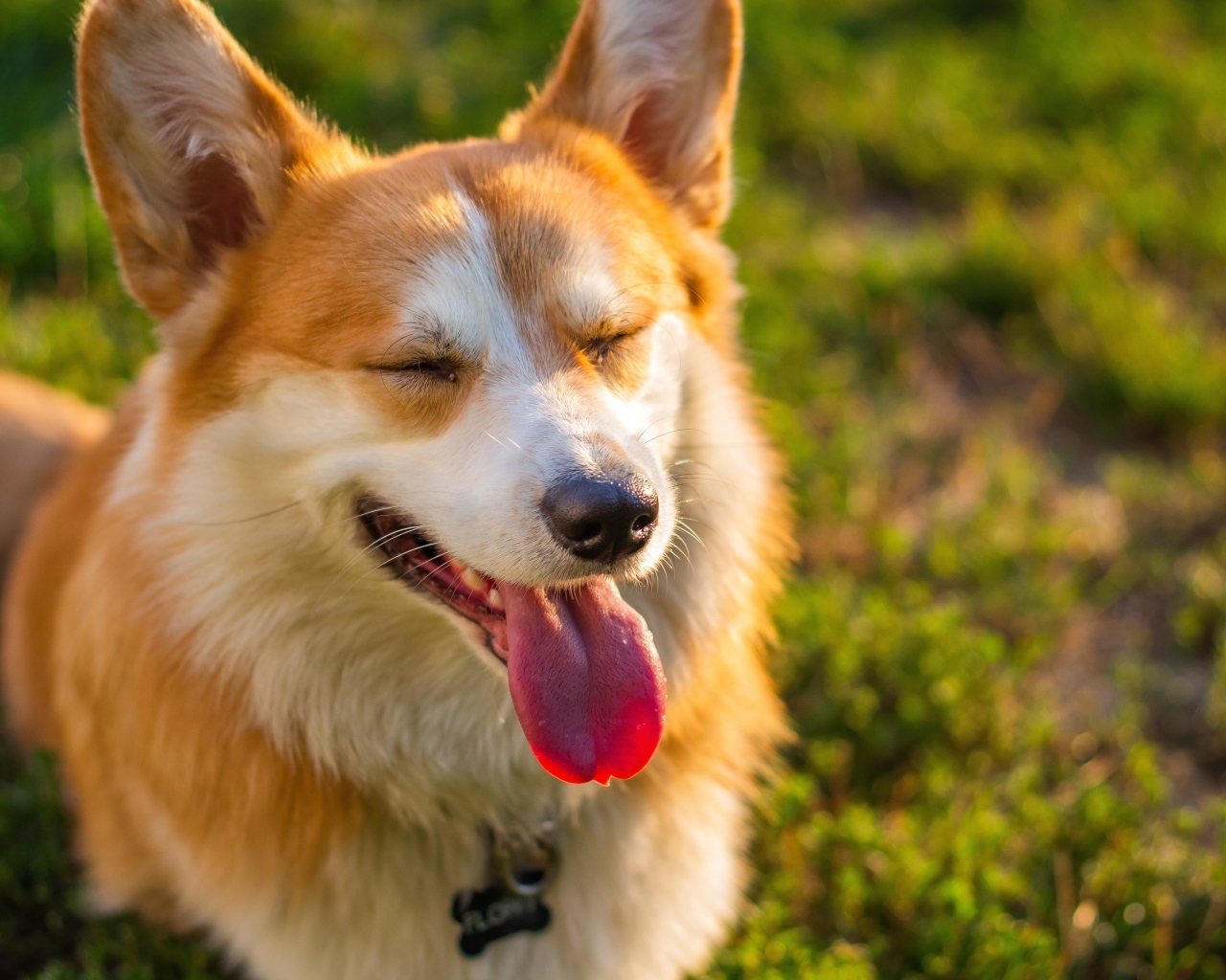 Довольный корги с высунутым языком