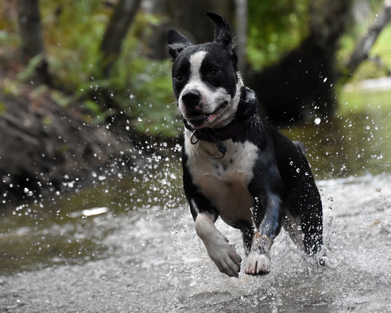 Довольный пес бежит по воде