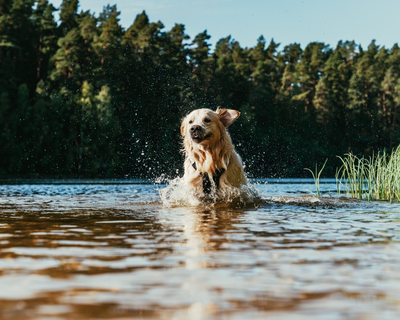 Довольный золотистый ретривер бежит по воде