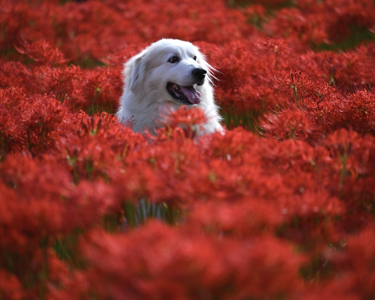 Довольный золотистый ретривер сидит в красных цветах