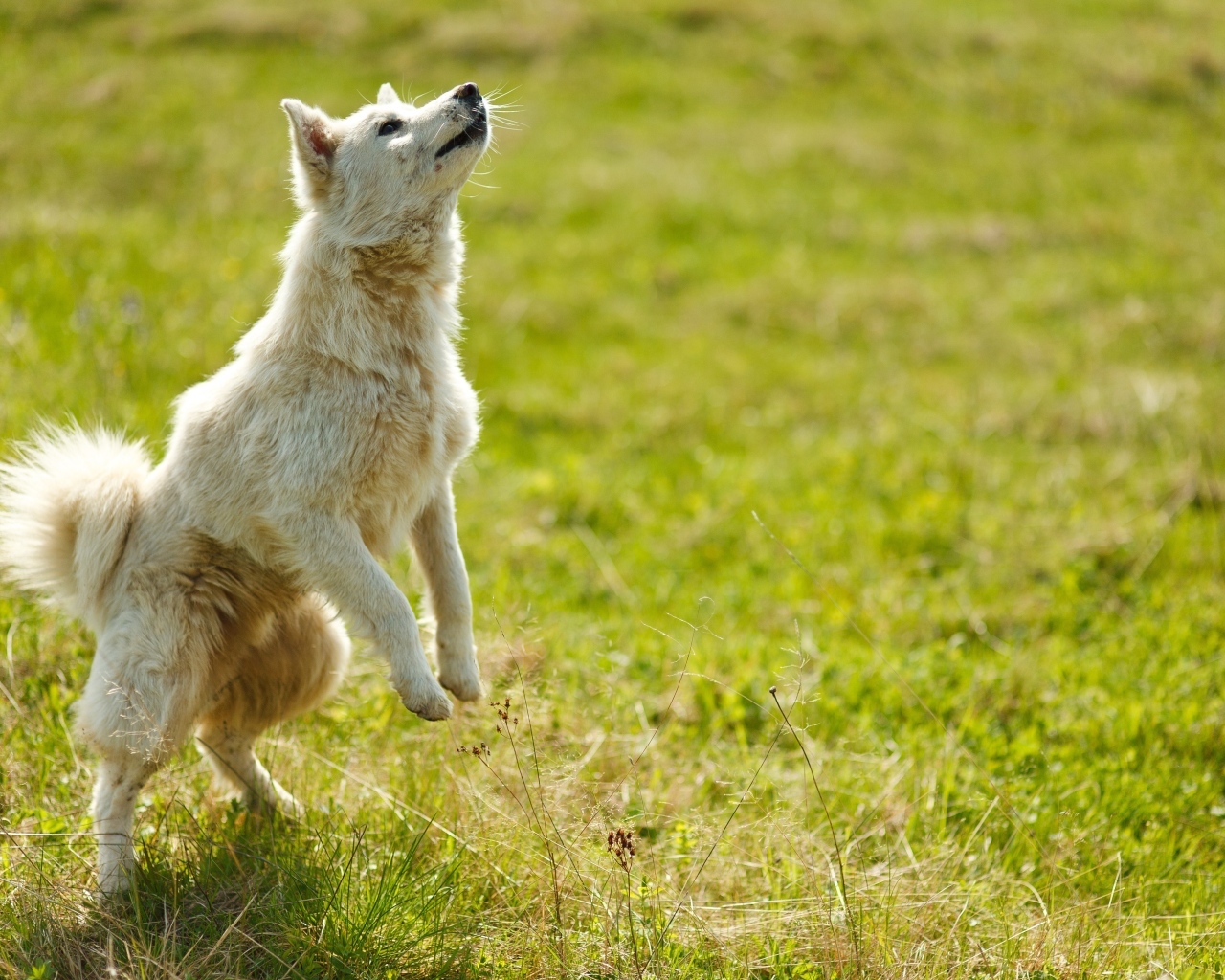 Довольная белая собака играет на зеленой траве