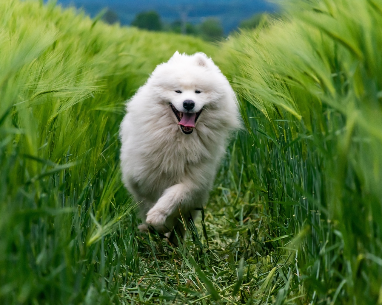 Довольный белый пес бежит по зеленой траве