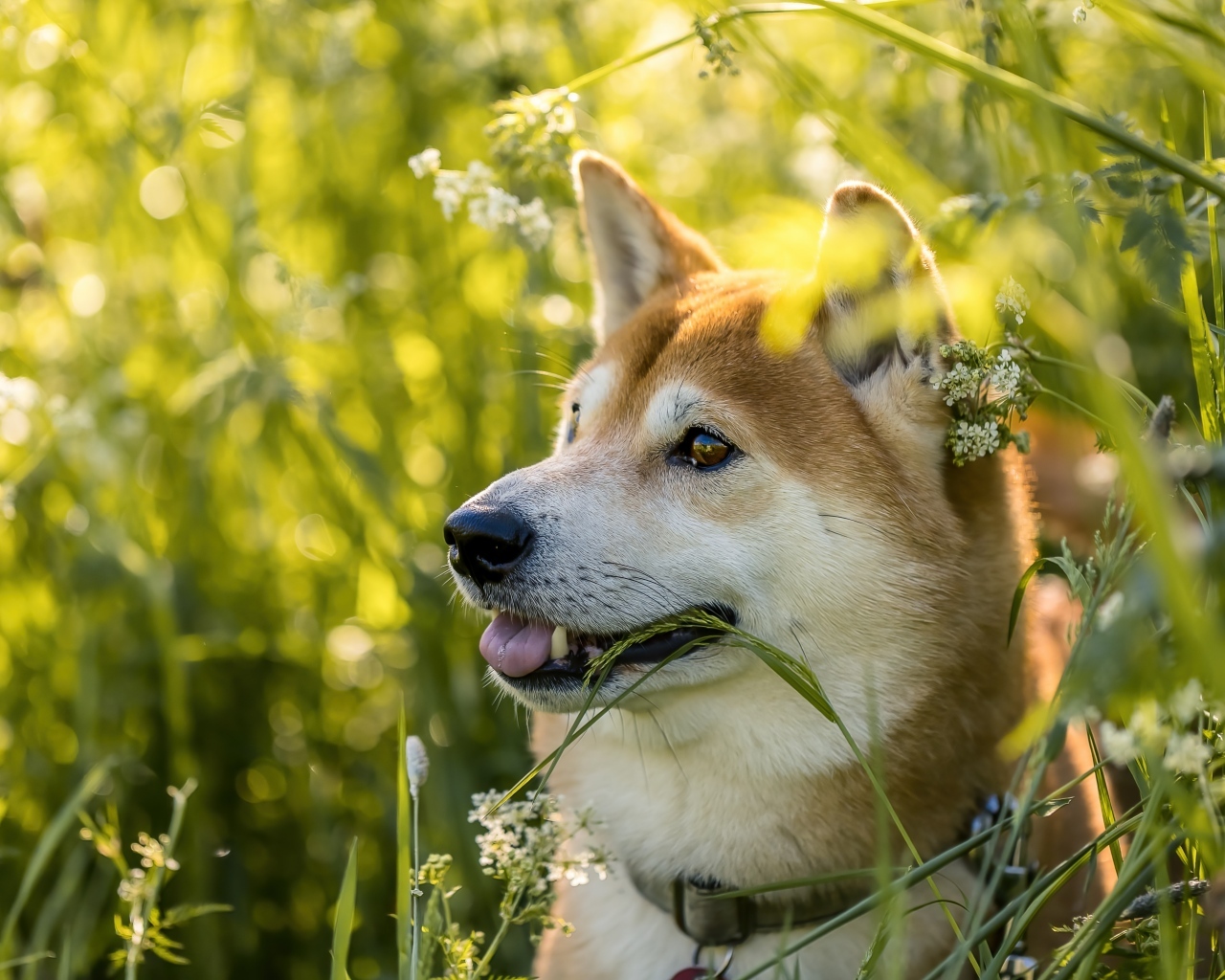 Собака породы сиба ину в траве