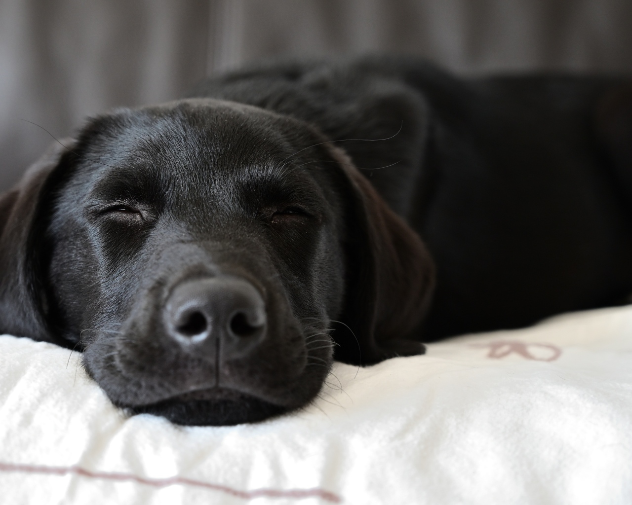 Спящий черный лабрадор на кровати 