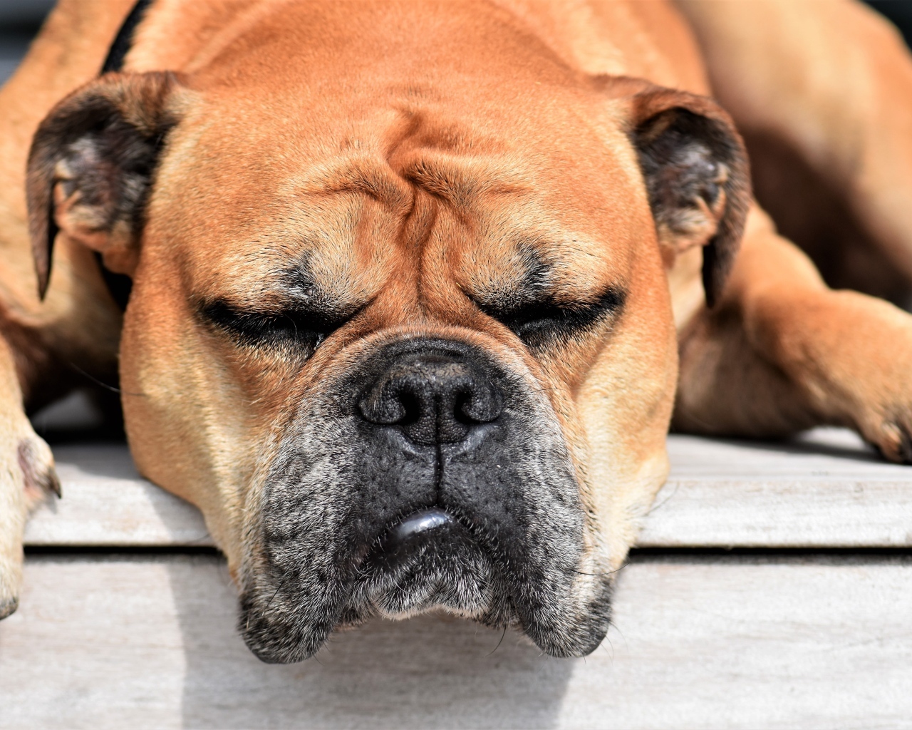 Спящий бульдог греется на солнце 