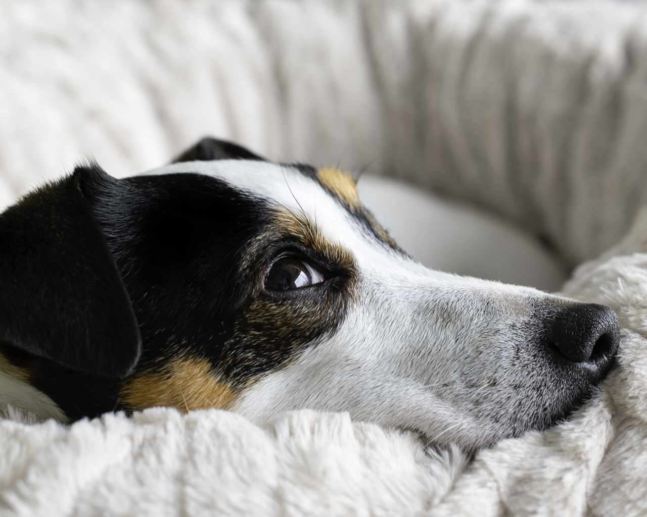 Сонный джек рассел терьер лежит на кровати 