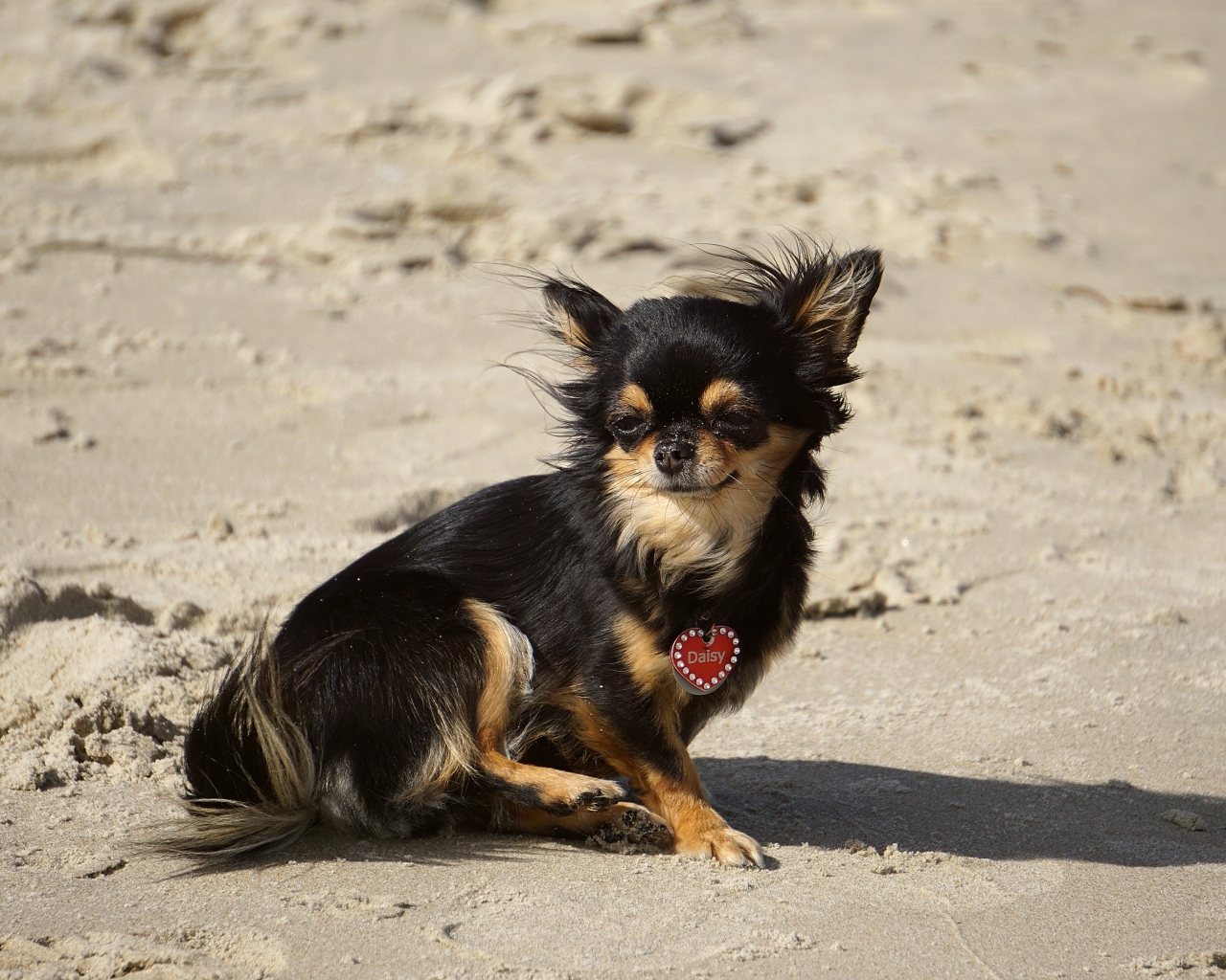 Маленькая собака чихуахуа сидит на песке 