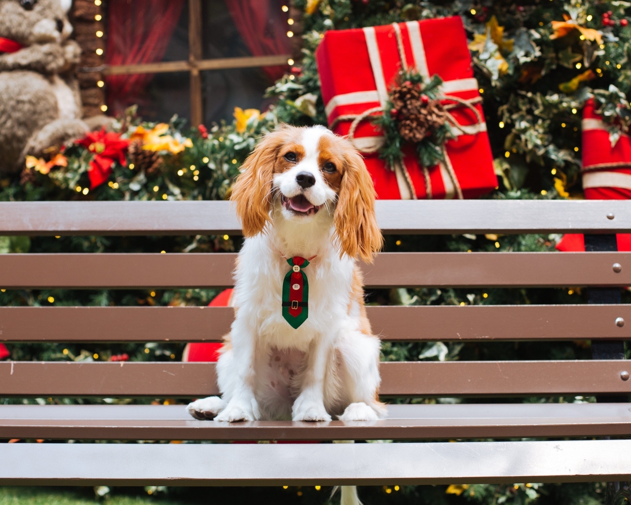 Улыбающийся чарльз кинг спаниель сидит на лавке