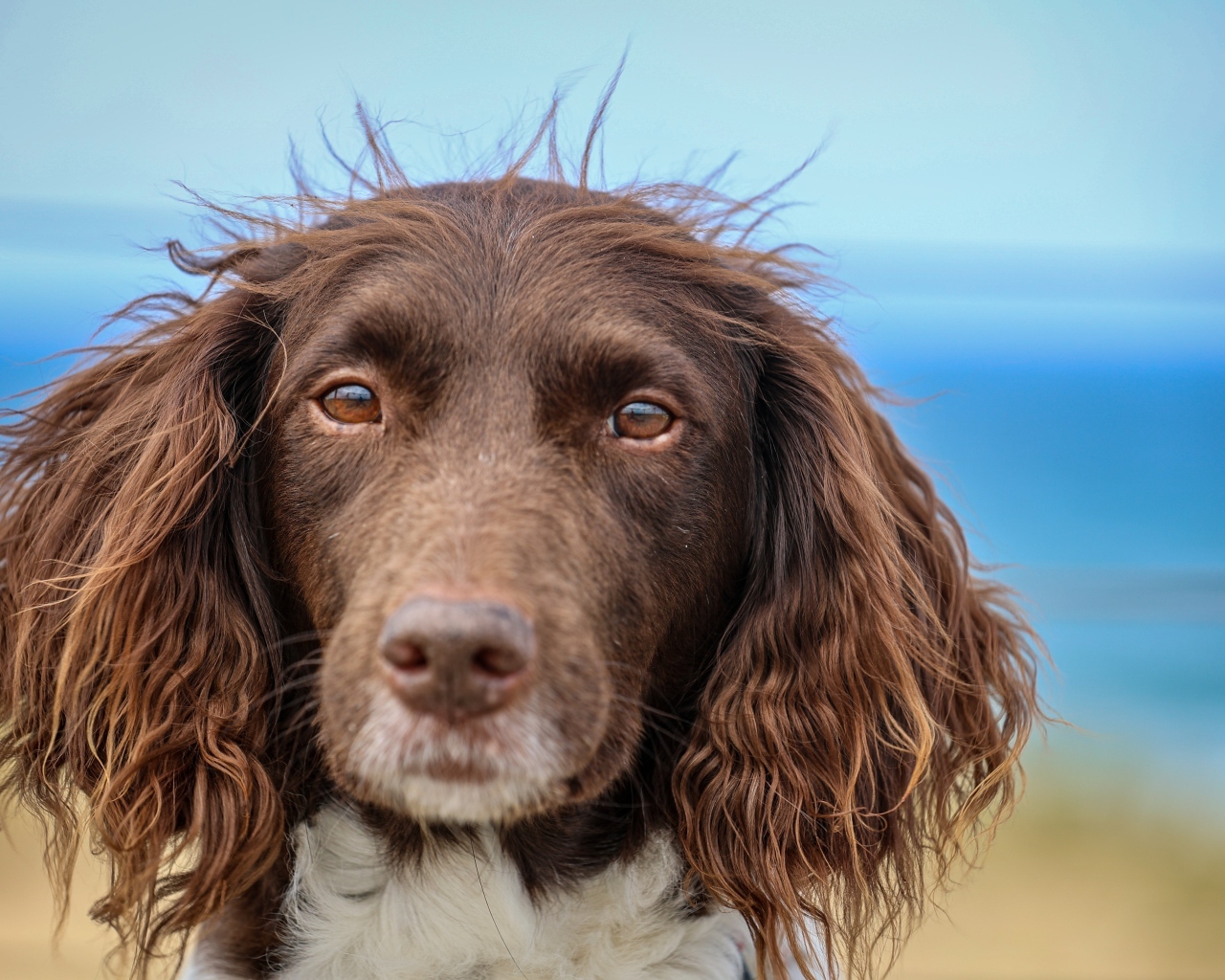 Спаниель с грустными глазами