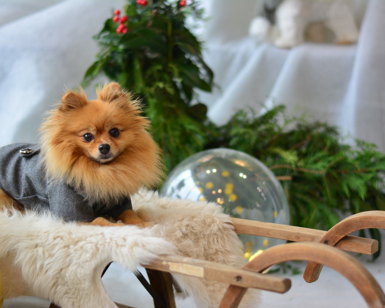 Шпиц сидит в деревянных санях