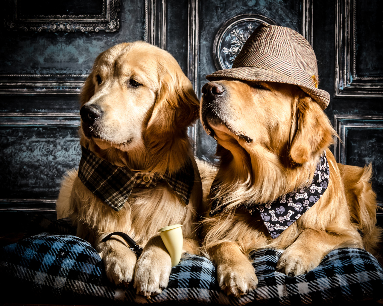 Стильные собаки породы золотистый ретривер