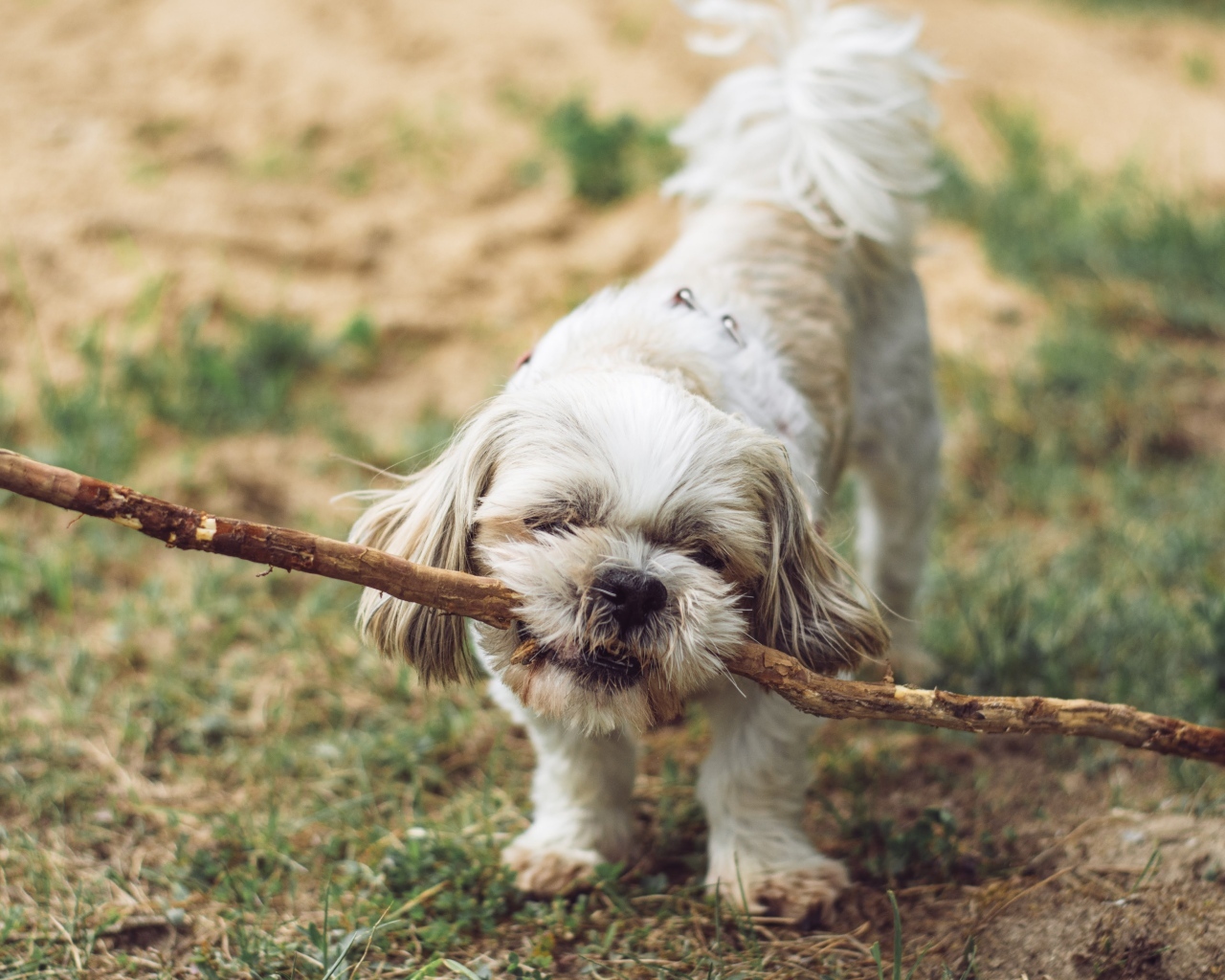 Собака принесла большую палку