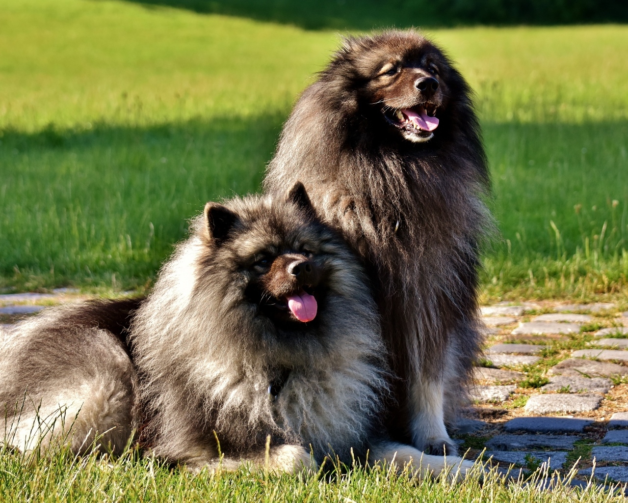 Две  пушистые собаки породы Кеесхонд