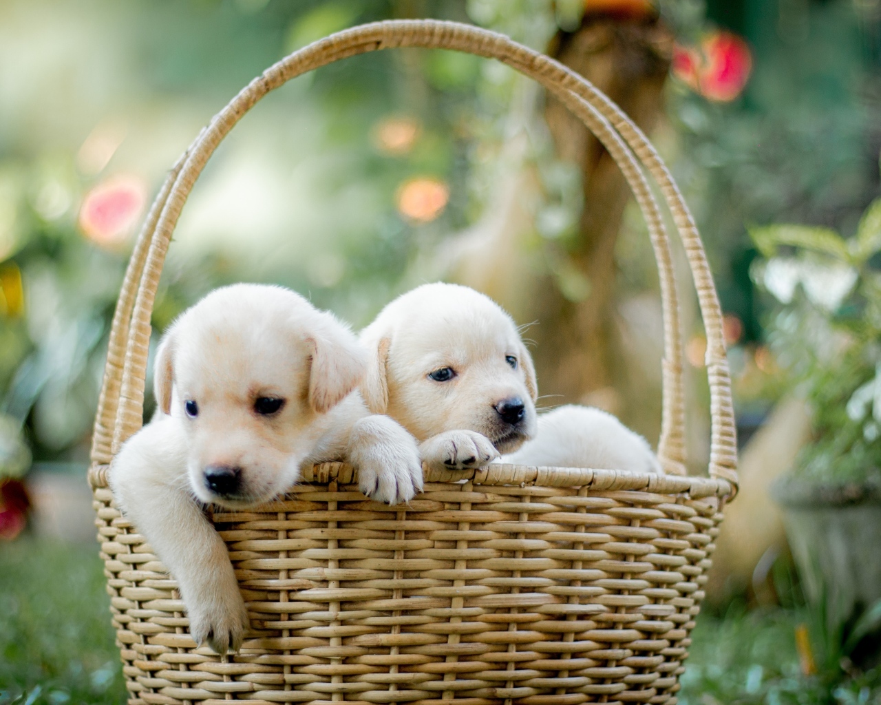 Два маленьких щенка золотистого ретривера в корзине