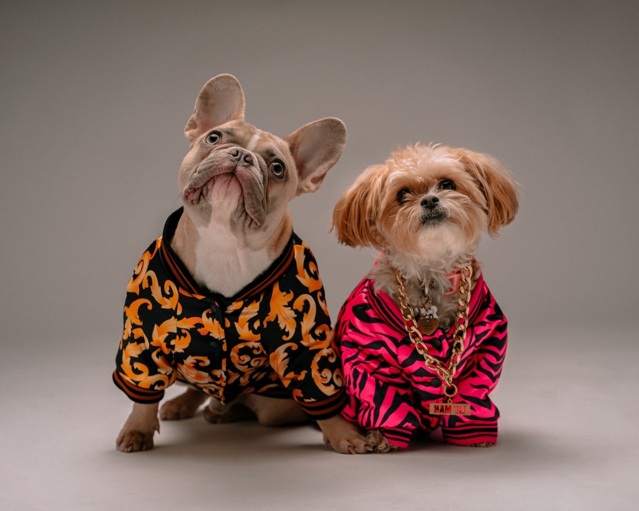 Две породистые собаки в костюмах на сером фоне