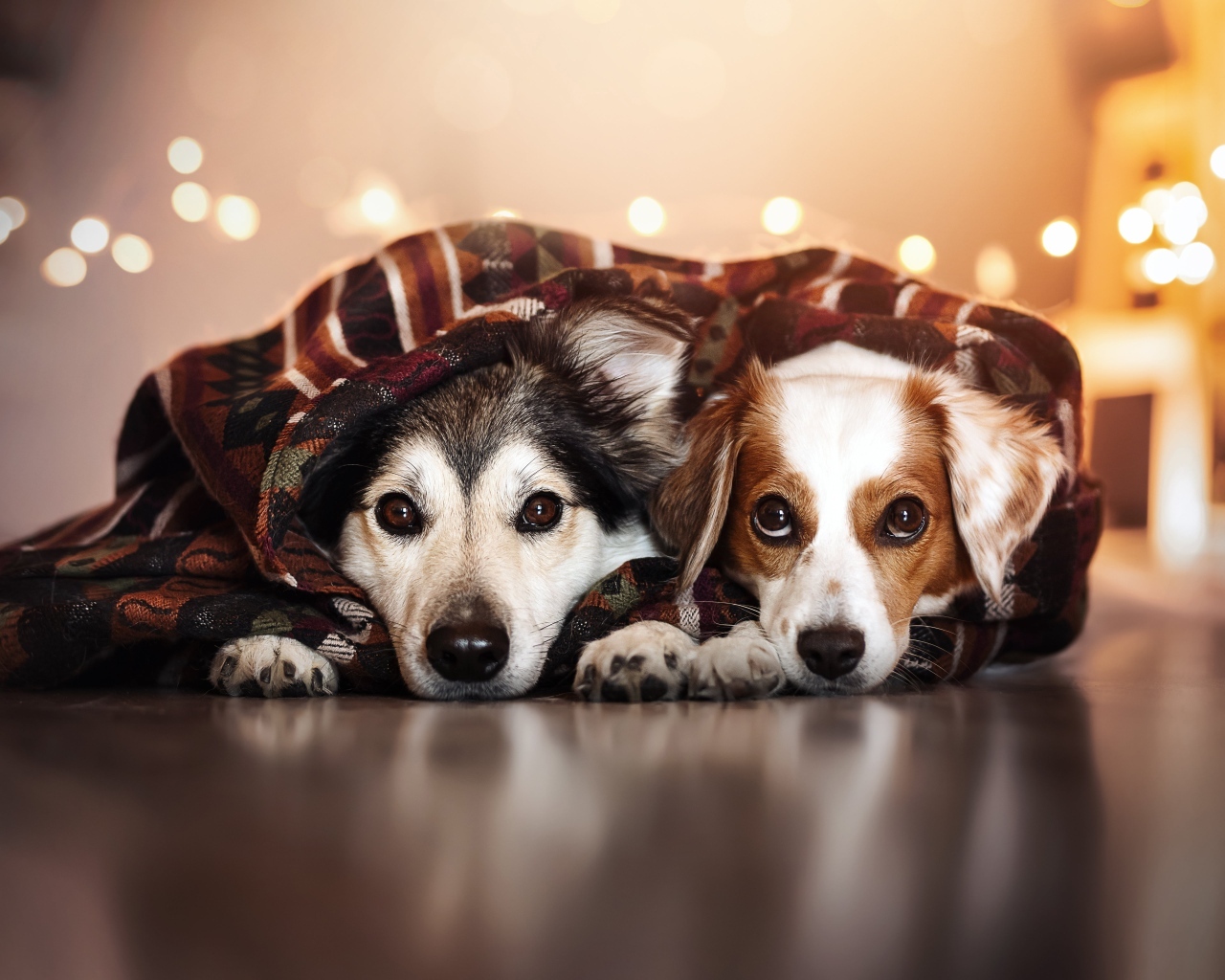 Два породистых пса лежат под одеялом