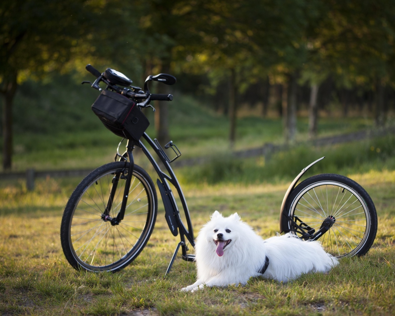 Белая собака с велосипедом