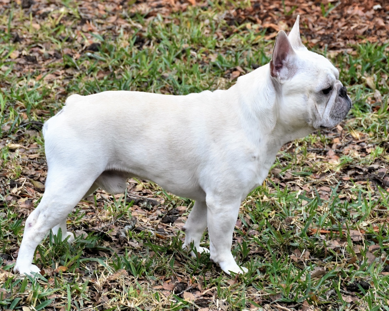 Белый французский бульдог вид сбоку